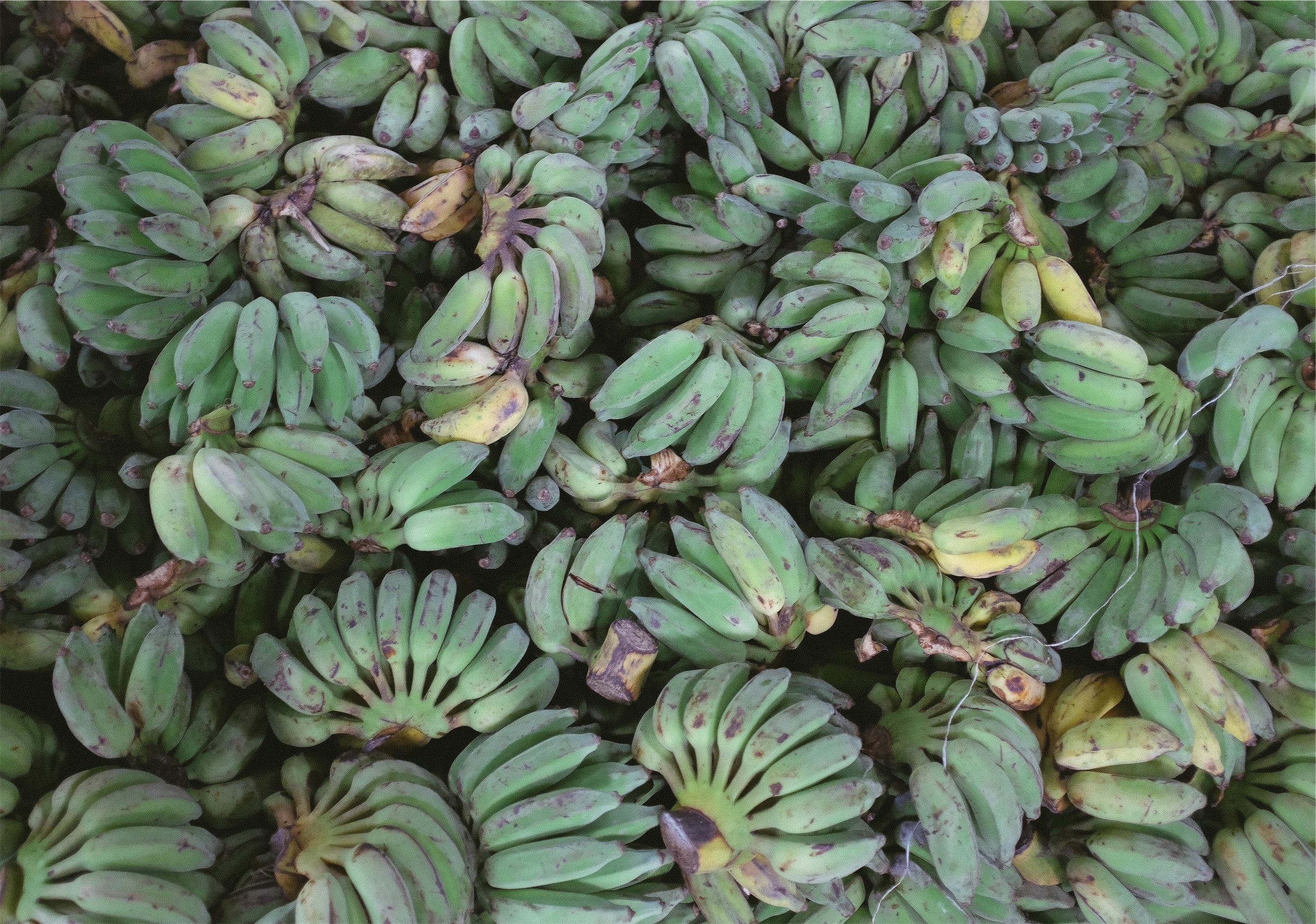 unripe bananas