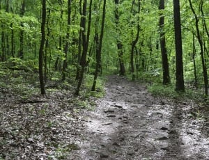 Forest, Park, Green, Path, Trees, Woods, forest, nature thumbnail