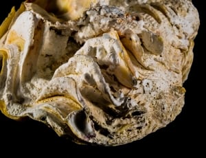 Shell, Limescale, Close, fossil, extinct thumbnail