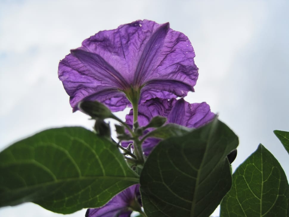Purple, Flower, Potato Bush Flower, leaf, purple preview