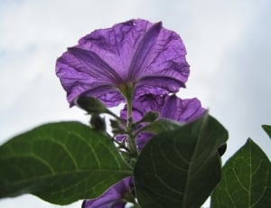 Purple, Flower, Potato Bush Flower, leaf, purple thumbnail