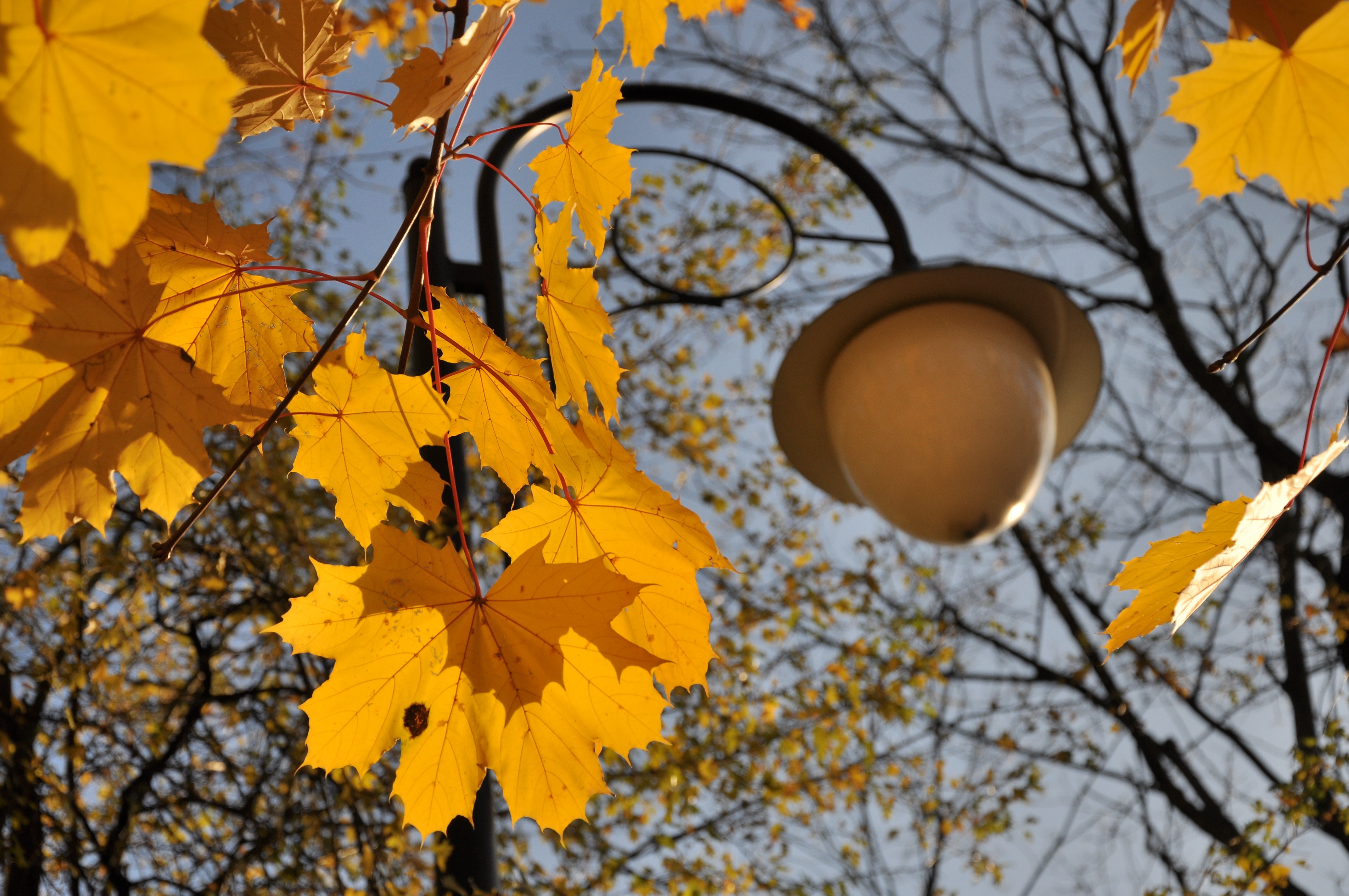 Желтые листья в парке