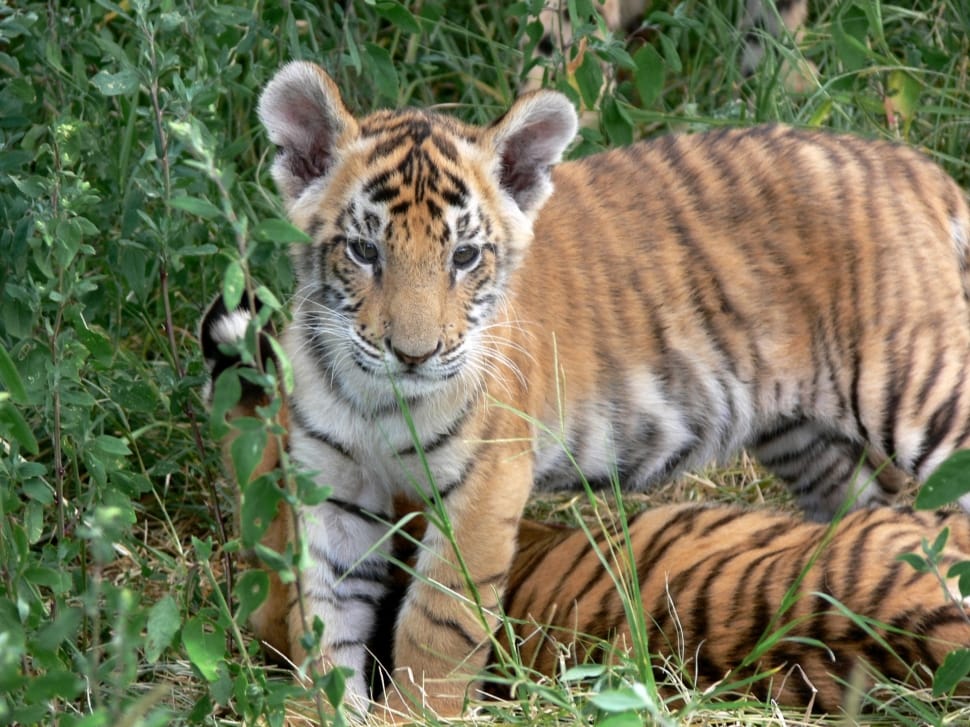Stripes, Wild, Cub, Orange, Tiger, animal wildlife, animals in the wild preview
