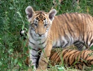 Stripes, Wild, Cub, Orange, Tiger, animal wildlife, animals in the wild thumbnail