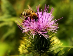 honey bee and purple petal flower thumbnail