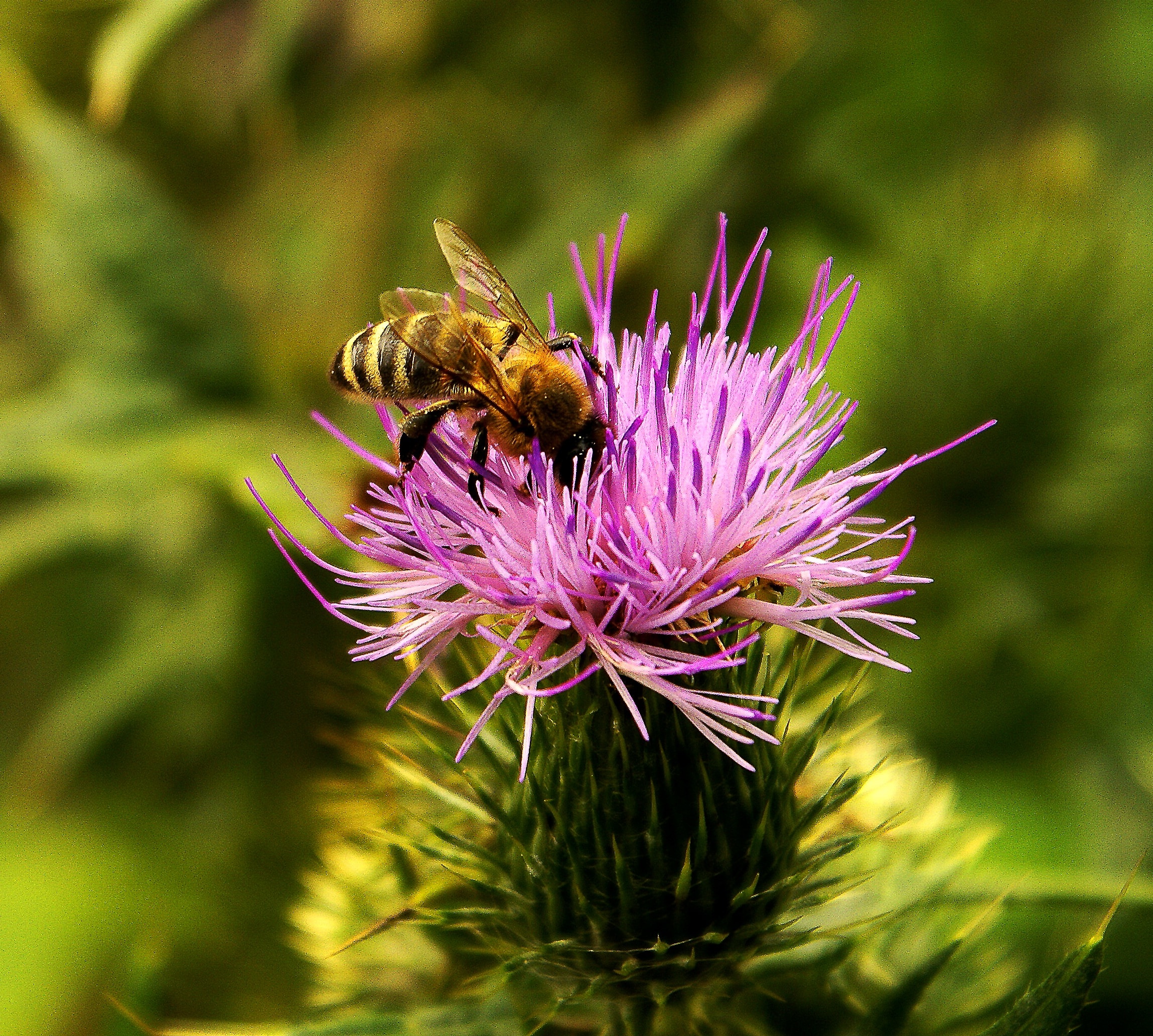 honey bee and purple petal flower