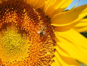 sunflower and yellow and black bee thumbnail