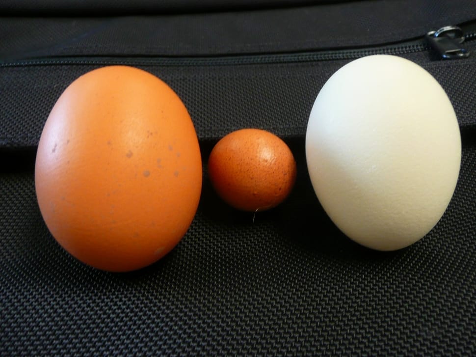 two brown  egg and 1 white egg preview