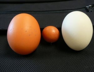 two brown  egg and 1 white egg thumbnail