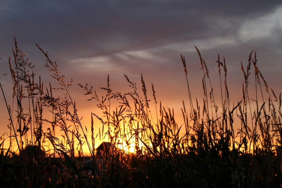 silhouette of a grass during golden hour preview