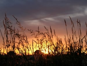 silhouette of a grass during golden hour thumbnail