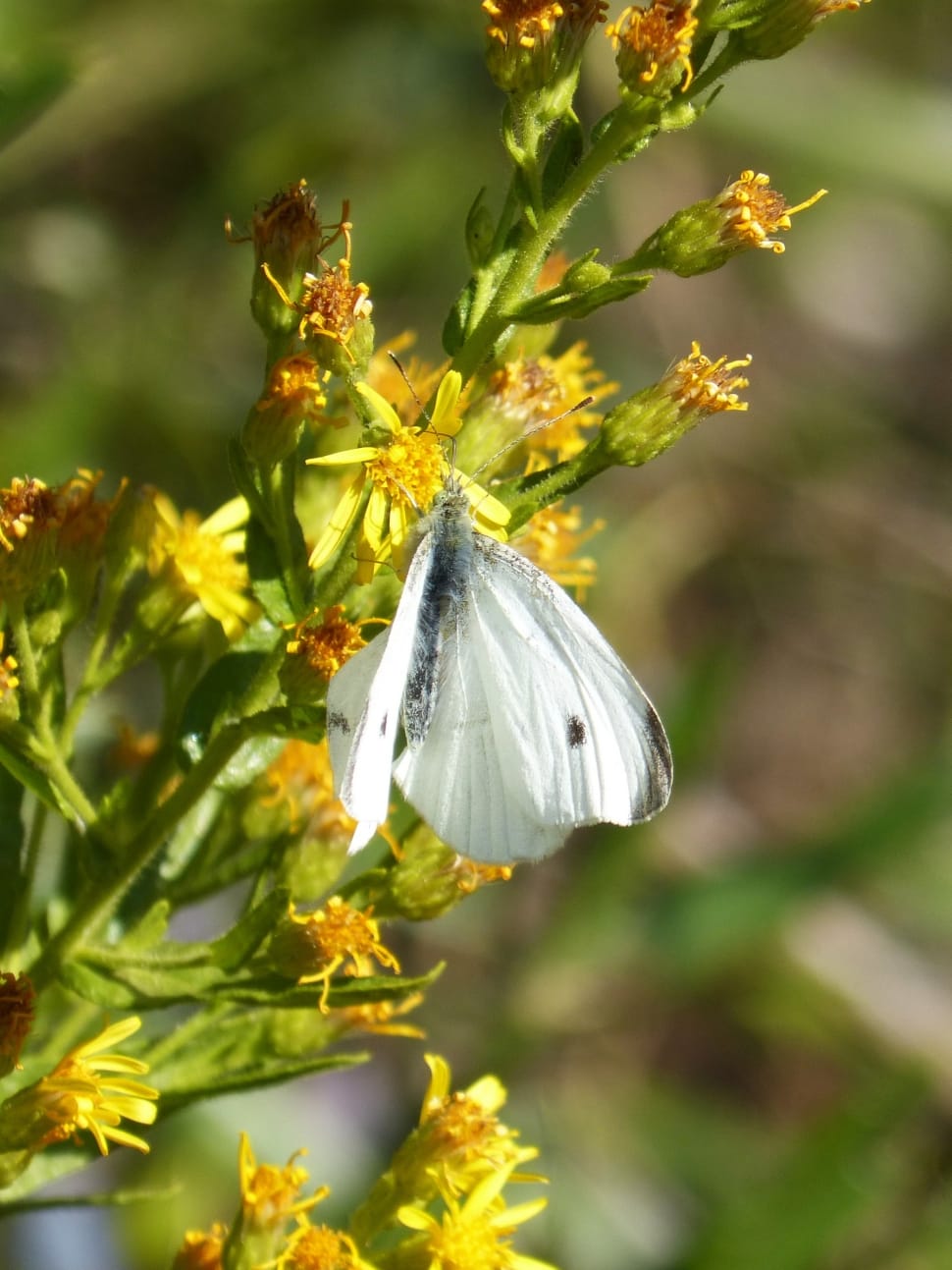 white and black butterfly on yellow flower during daytime preview