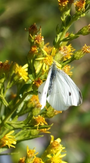 white and black butterfly on yellow flower during daytime thumbnail