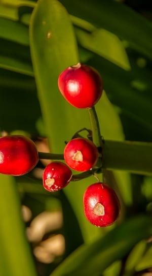 Berries, Clivia, Red, Amaryllidacae, red, fruit thumbnail