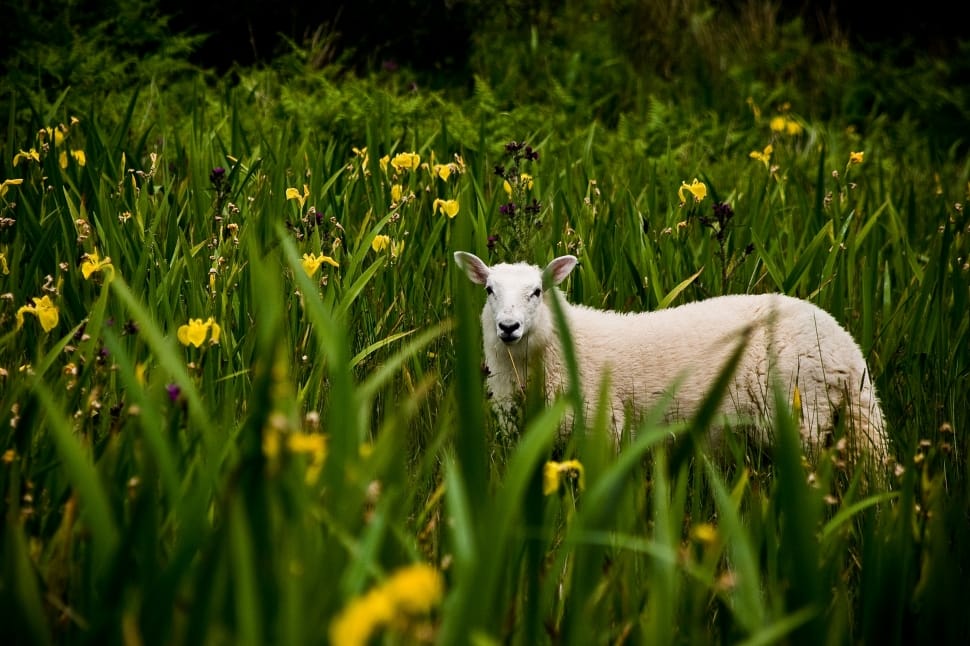 selective focus sheep on grass field preview
