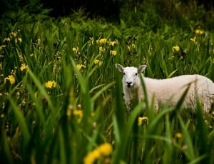 selective focus sheep on grass field thumbnail