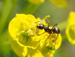 black bullet ant perched on yellow petaled flower thumbnail