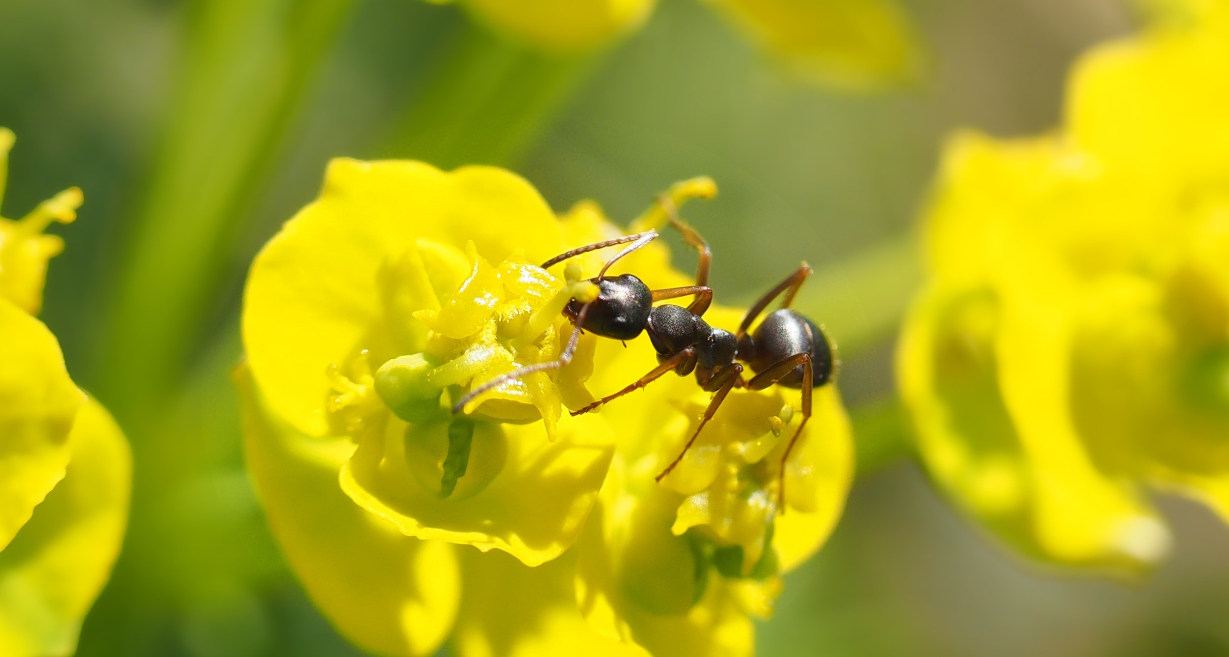 black bullet ant perched on yellow petaled flower