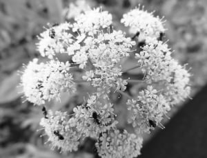 Detail, B W Photography, Flower, Summer, flower, plant thumbnail