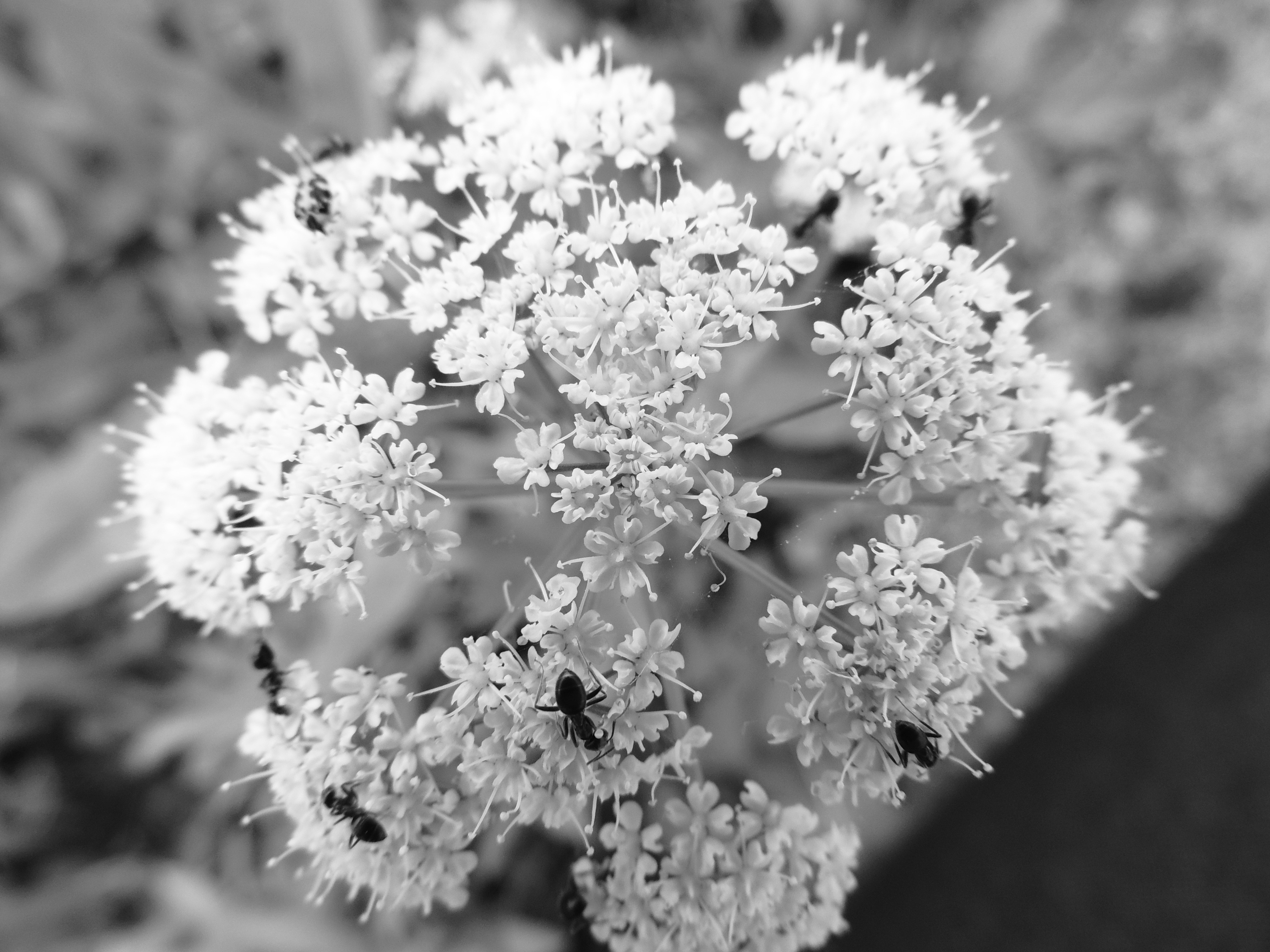 Detail, B W Photography, Flower, Summer, flower, plant