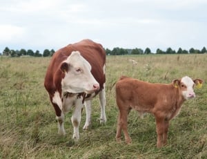 brown and white cow with calf on the green grass field thumbnail