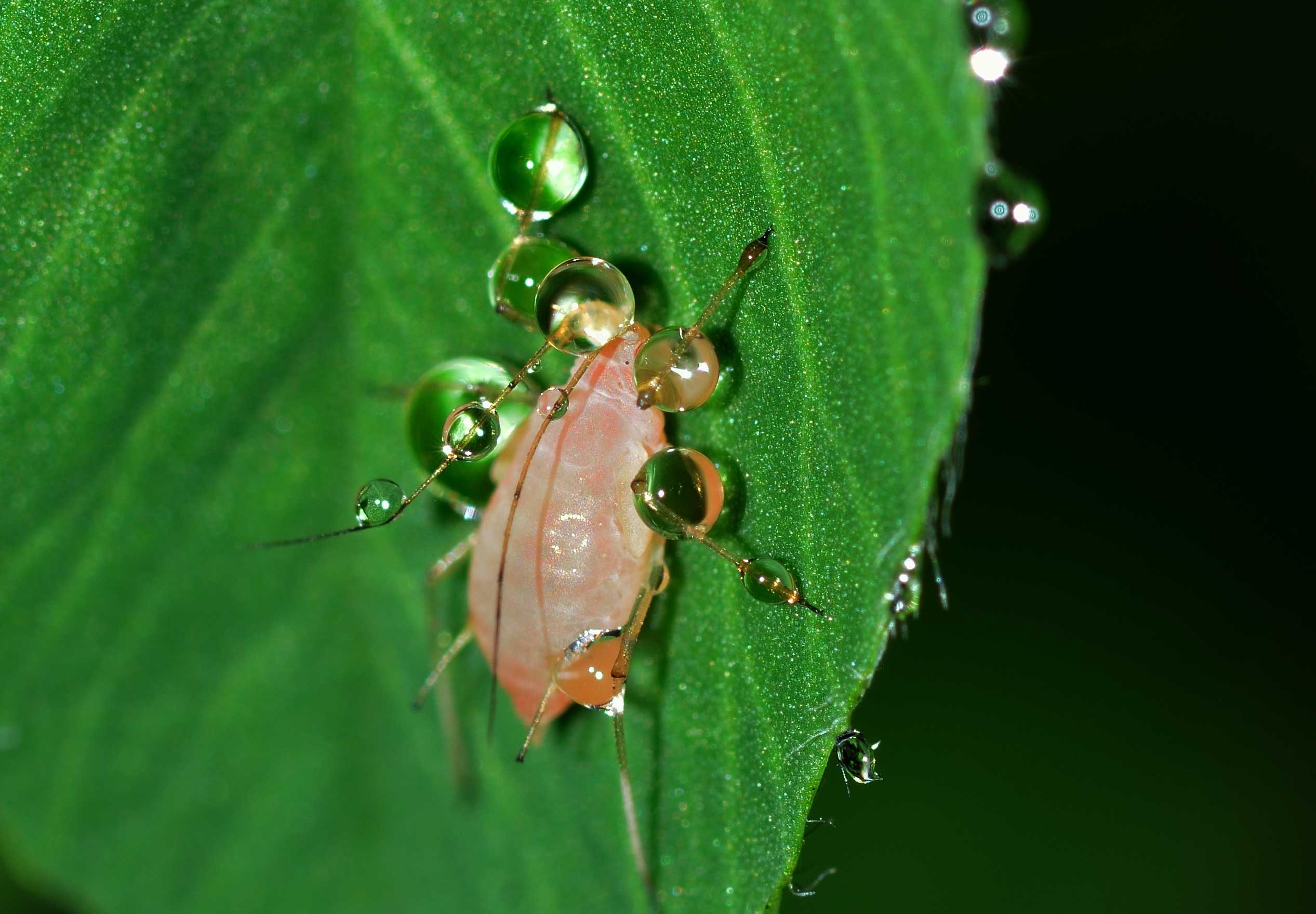 Drops, Aphid, Water, Insects, Hemiptera, one animal, green color