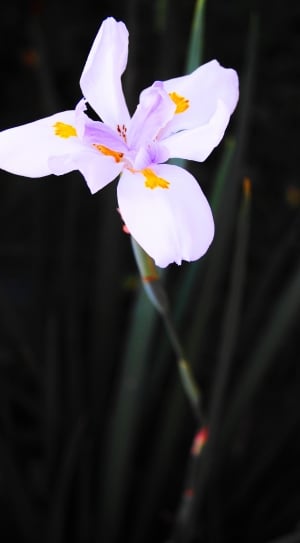 white and purple iris thumbnail