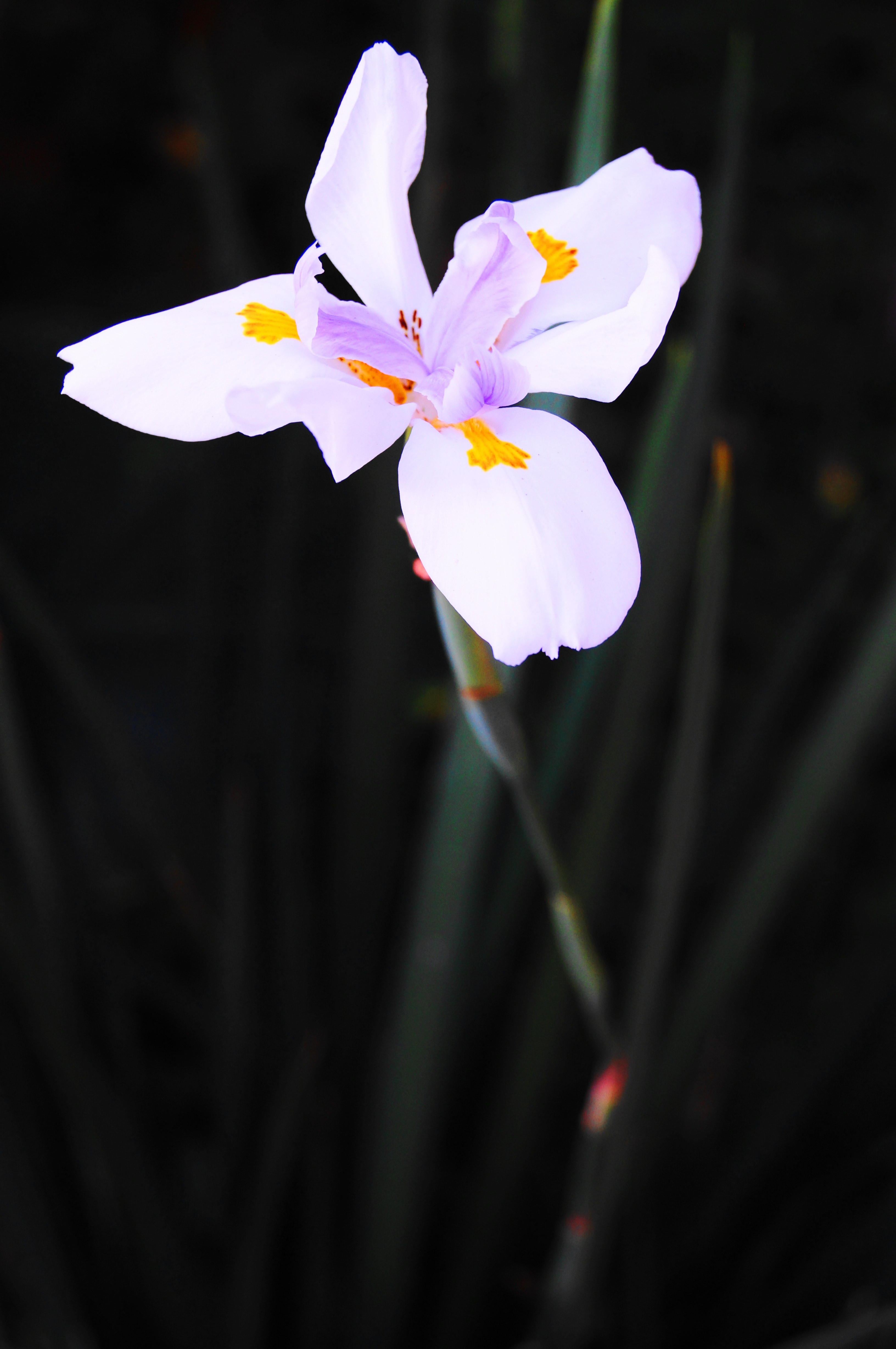 white and purple iris
