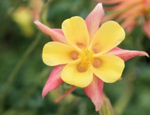 yellow and pink petaled flower thumbnail