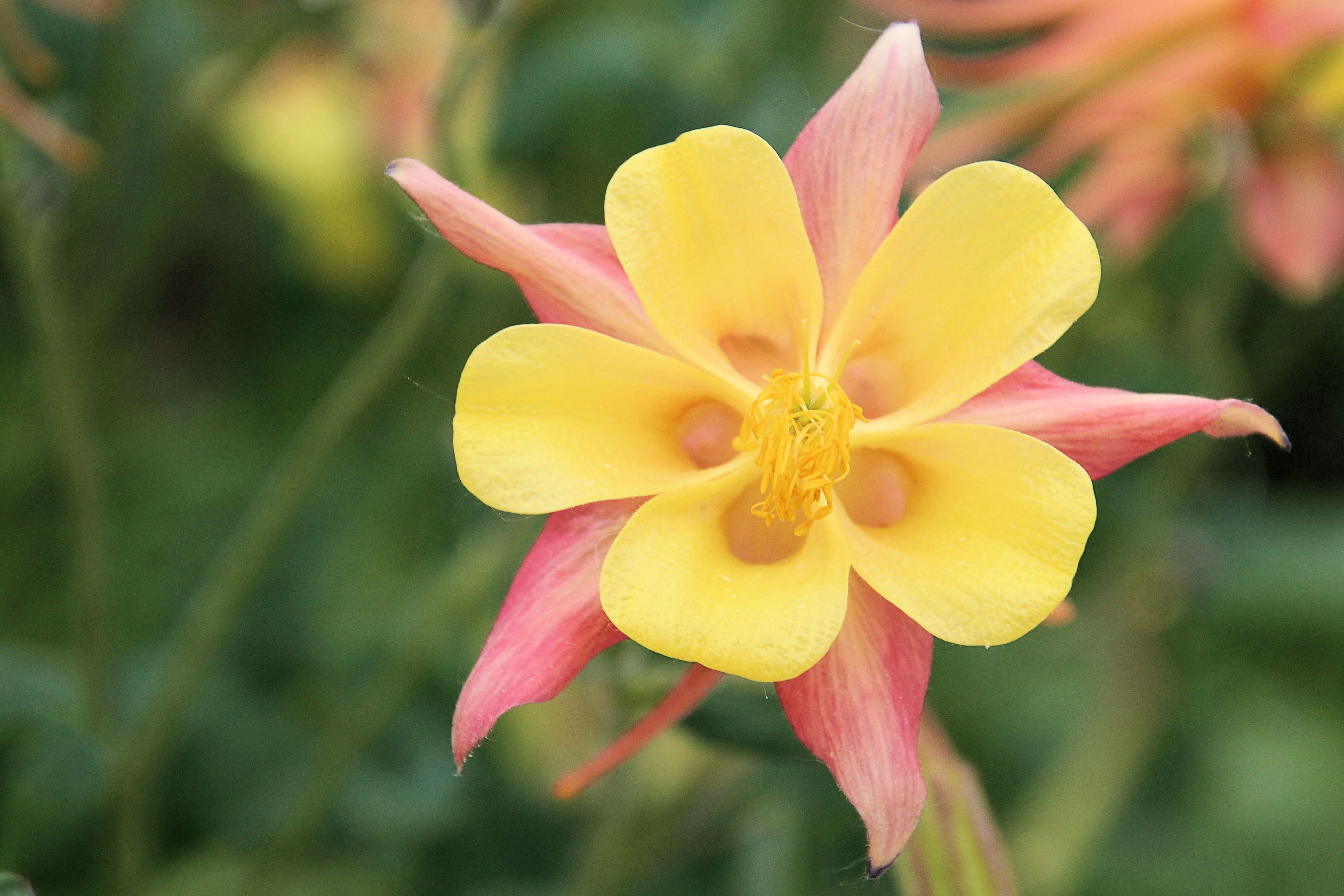 yellow and pink petaled flower