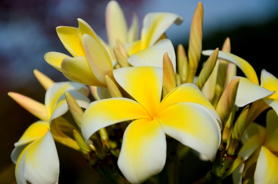 white and yellow petaled flower preview