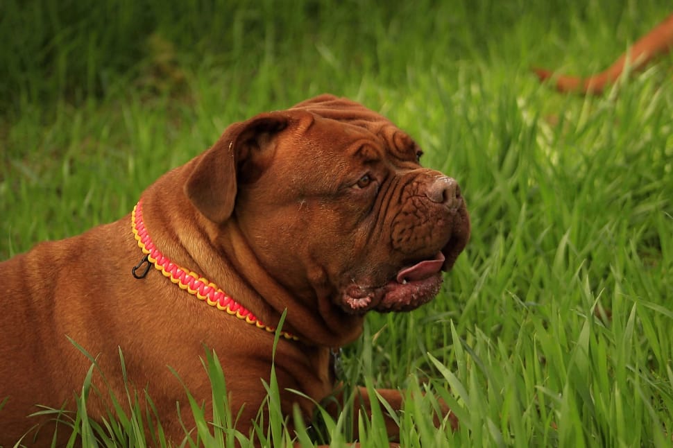 brown american bulldog on green grass preview