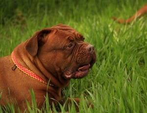 brown american bulldog on green grass thumbnail