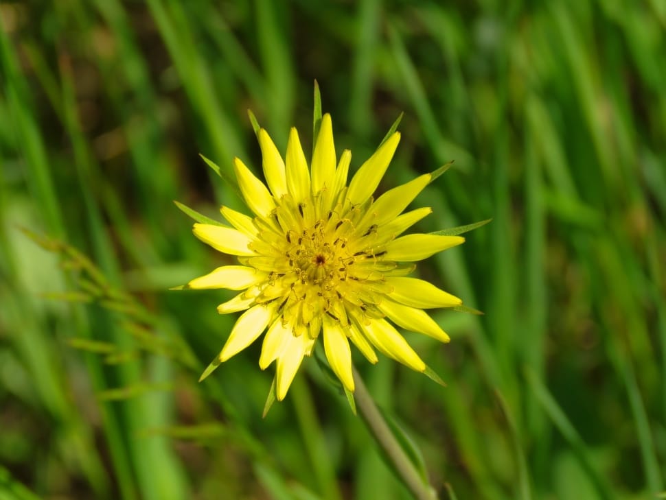 Yellow Salsify Flower, Yellow Flower, flower, growth preview