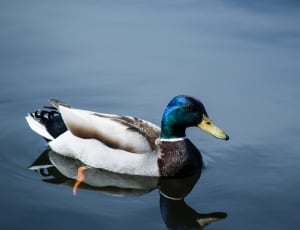 blue and white mallard duck on body of water thumbnail