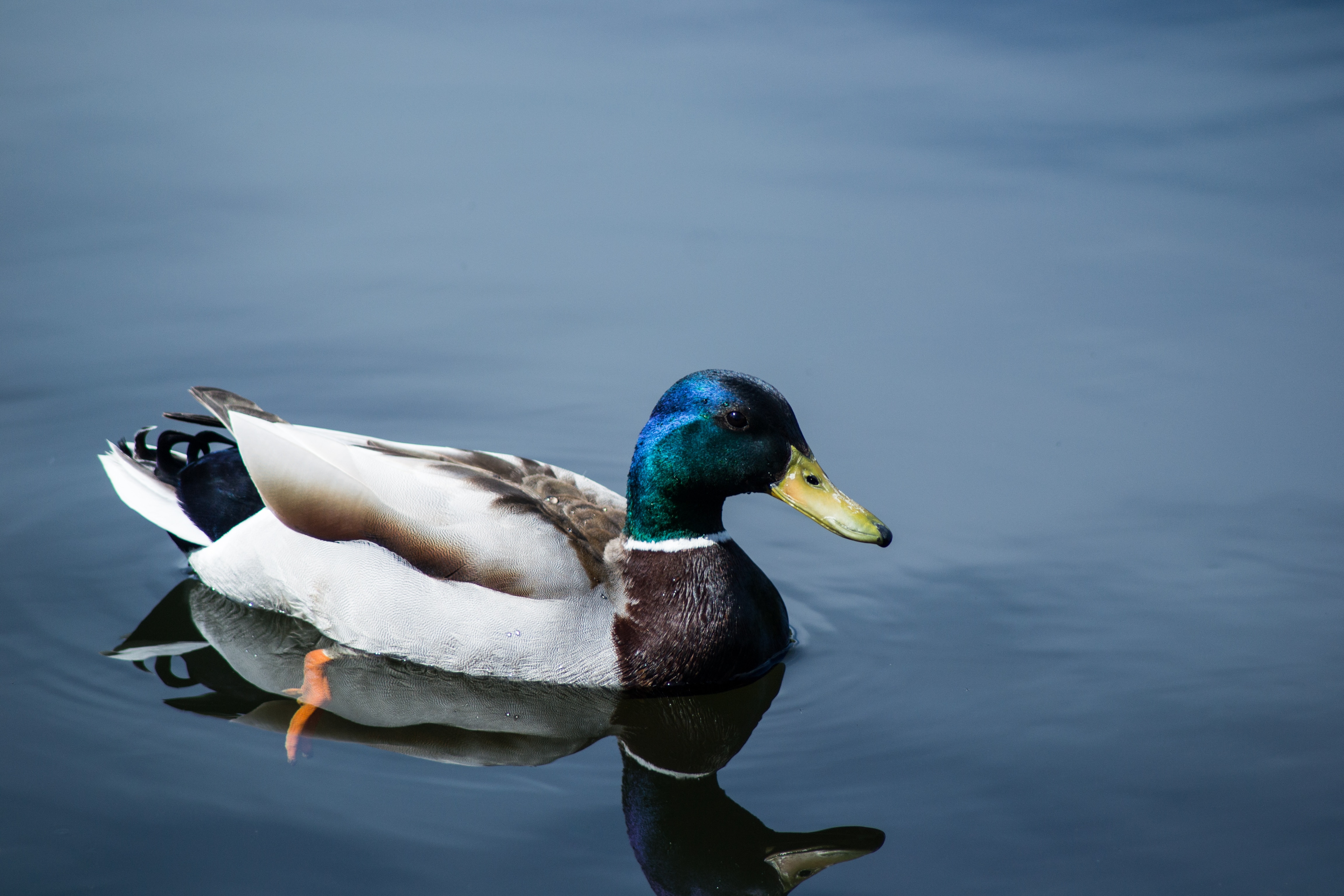 blue and white mallard duck on body of water