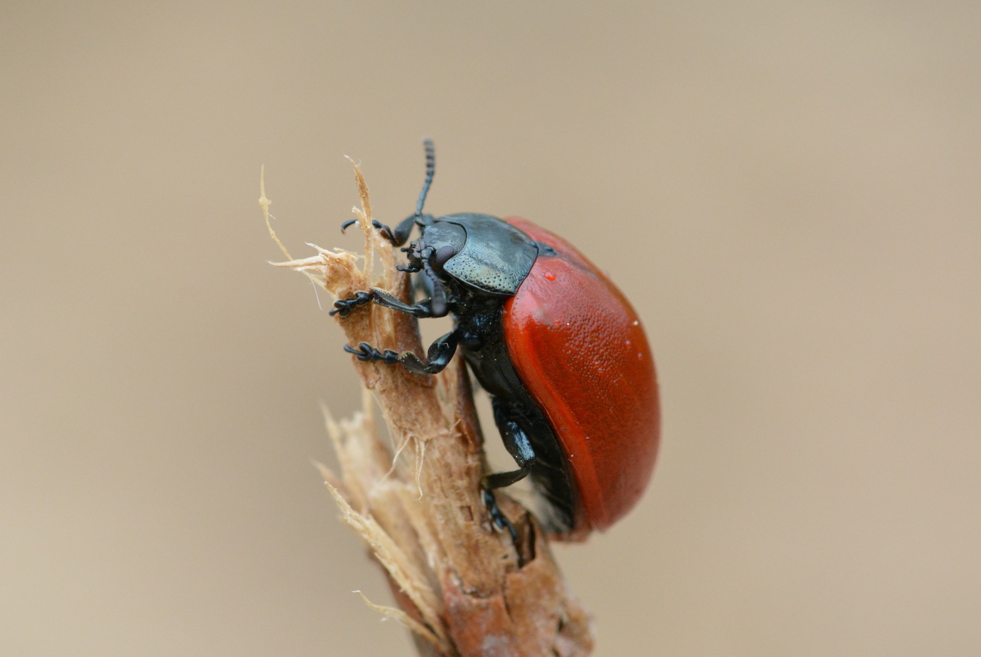 1920x1200 wallpaper | red and black beetle | Peakpx