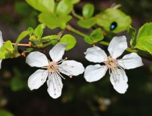 white blossom flower thumbnail