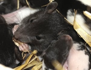 Color Rat, Rat, Animal, Ears, Rodent, pets, one animal thumbnail
