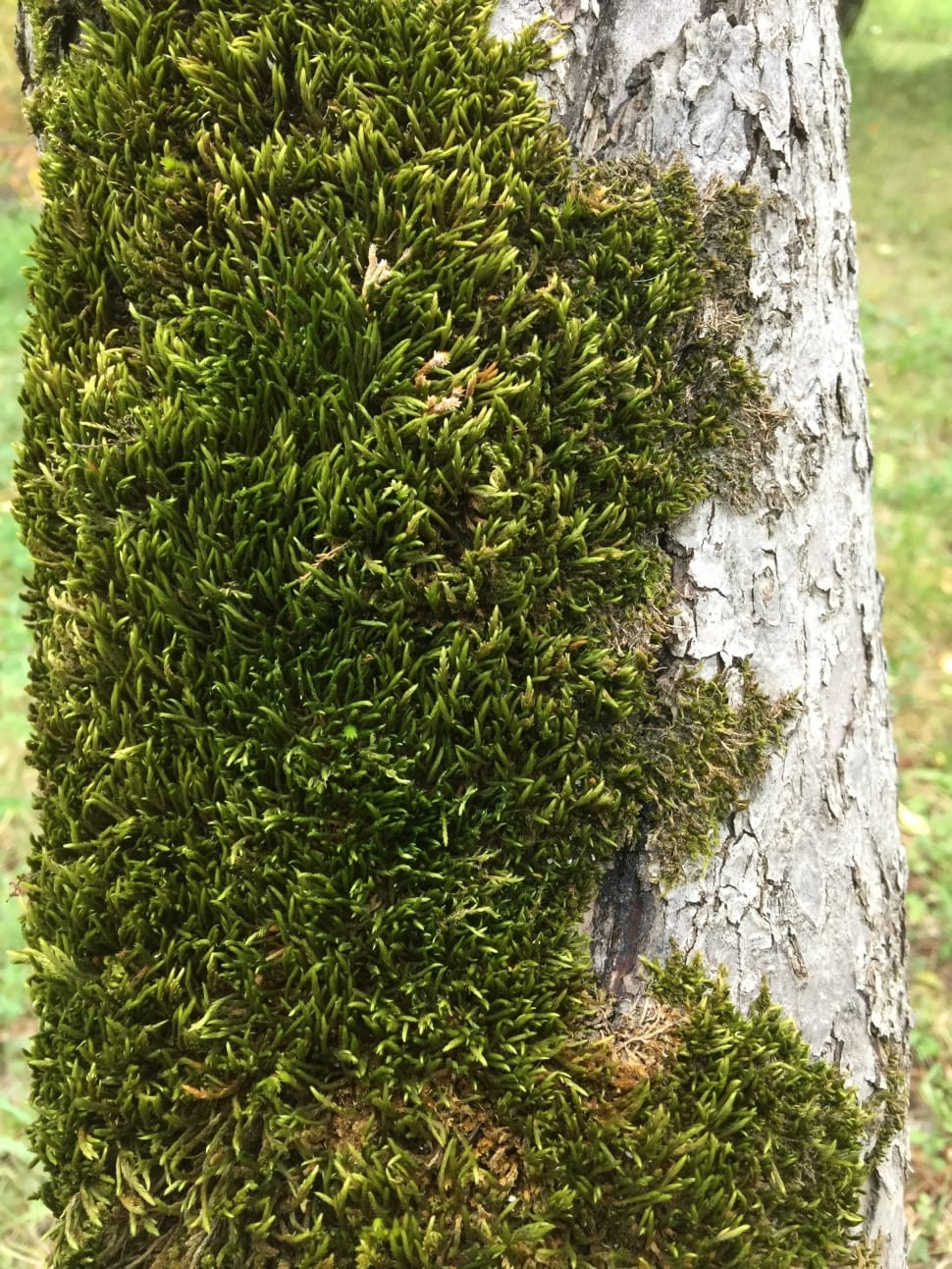 Tree, Trunk, Moss, Macro, Green, Forest, tree trunk, tree preview