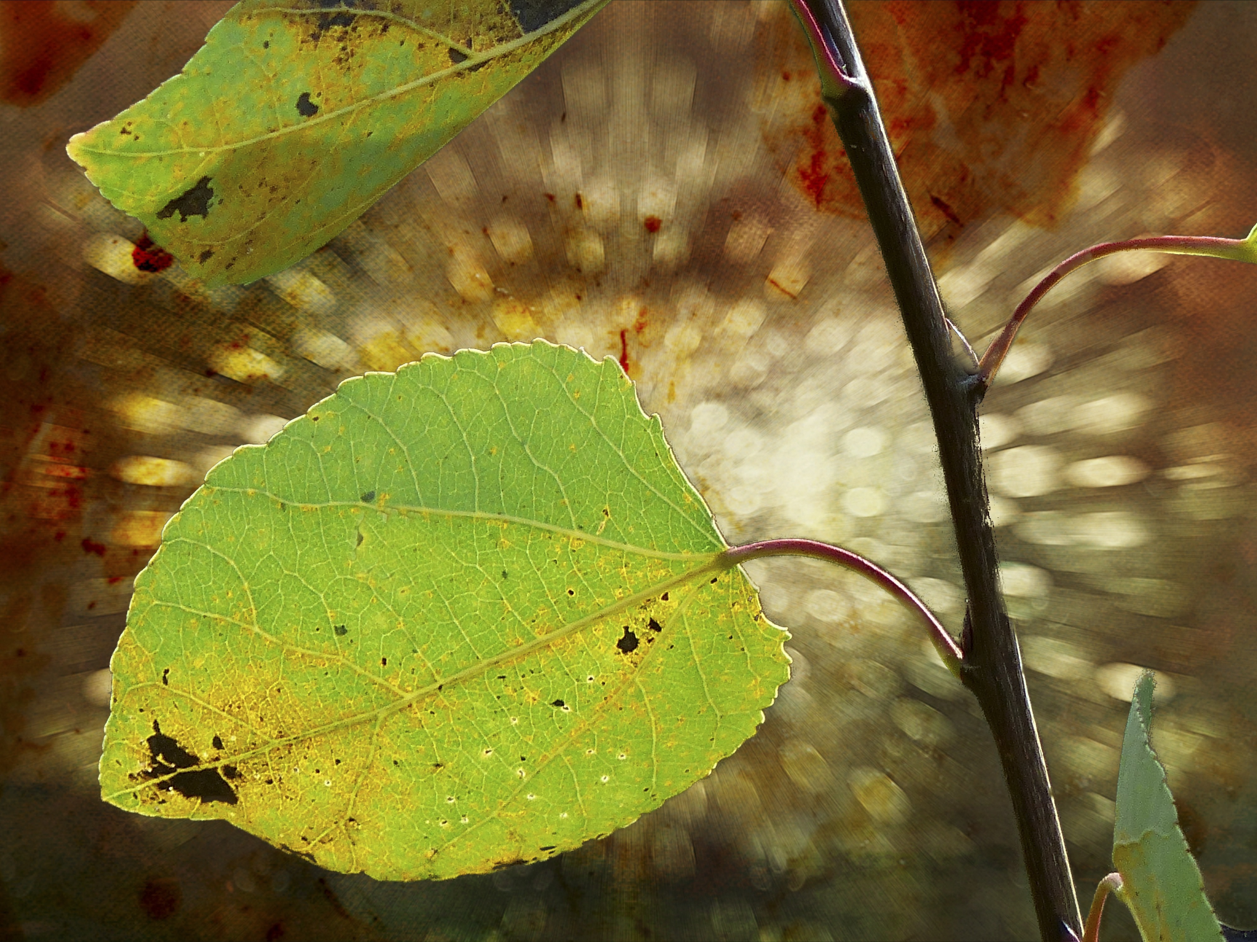 green leaf plant