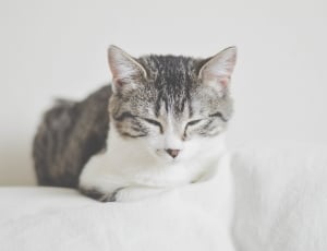 brown tabby cat on top of white textile thumbnail