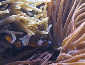 white and orange clown fish in corral reef thumbnail