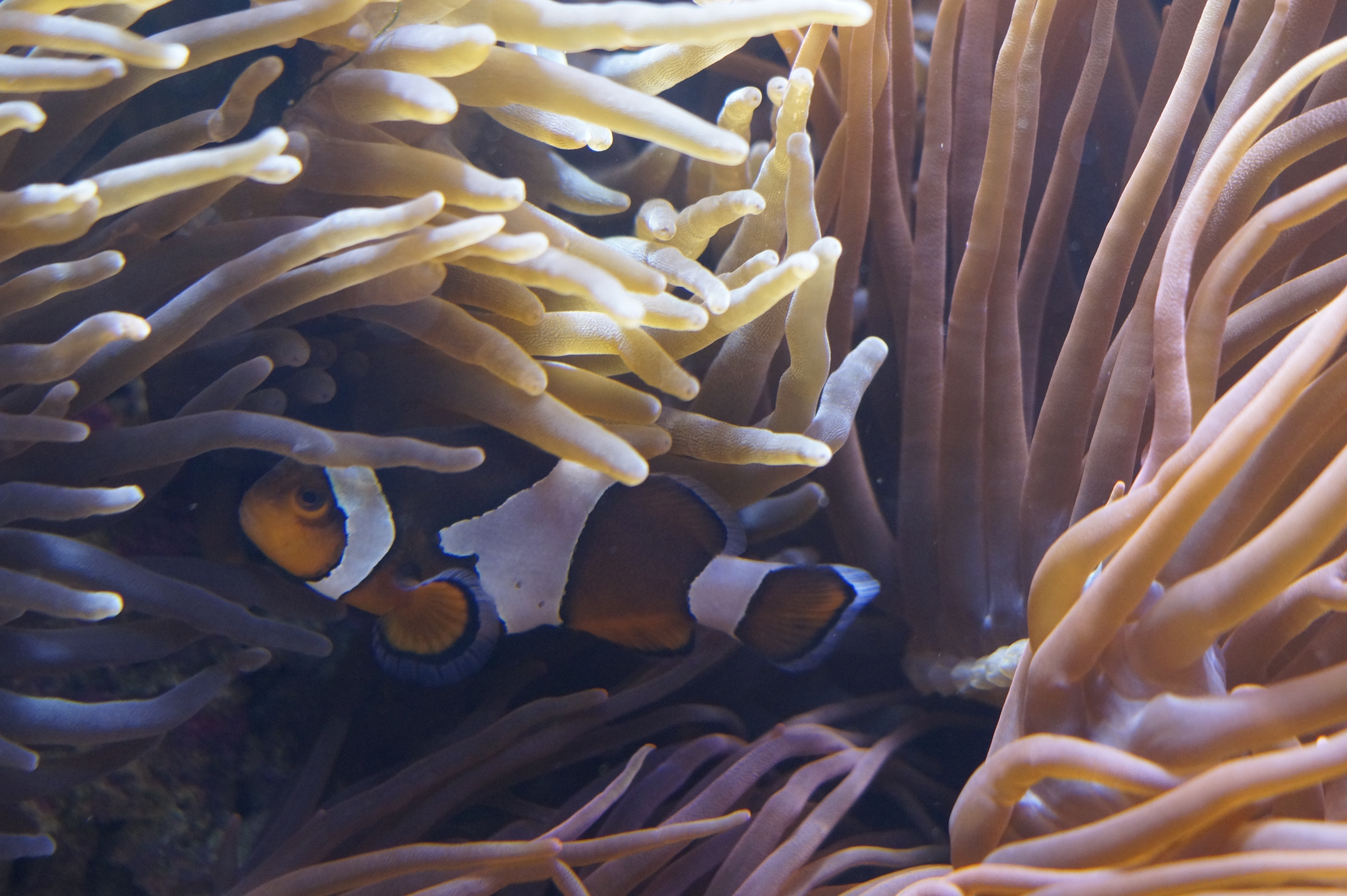 white and orange clown fish in corral reef