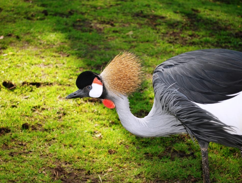 Grey Crowned Crane, Crane, bird, animals in the wild preview
