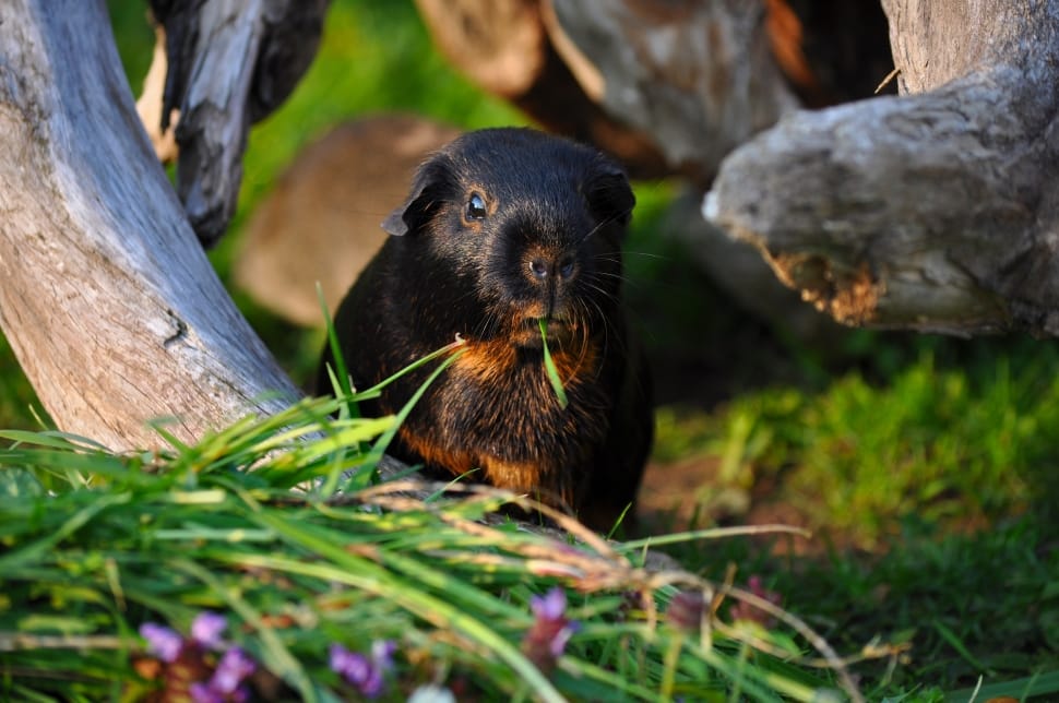 black rodent eating grass preview