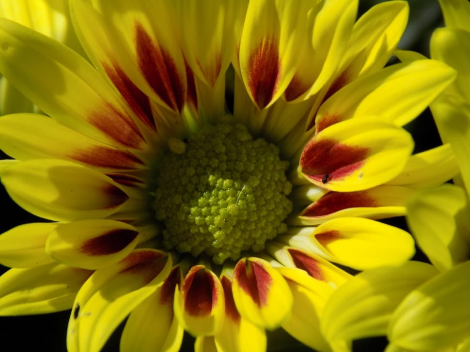yellow and green flower preview