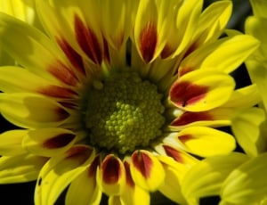 yellow and green flower thumbnail