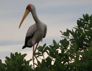 white stork thumbnail