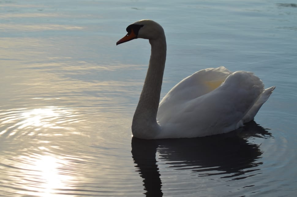 white swan preview